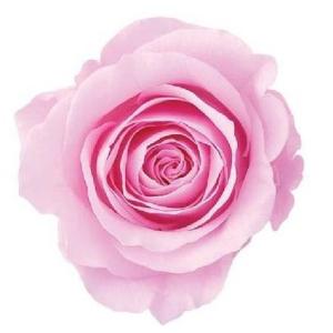 【プリザーブドフラワー　花材　資材】 シャーベットピンク・ローズ・かのん・M・大地農園（9輪入）