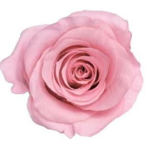 【プリザーブドフラワー　花材　資材】 クリスタルピンク・ローズ・かのん・M・大地農園（9輪入）