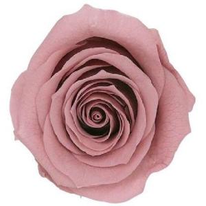 【プリザーブドフラワー　花材　資材】 モーブピンク・ローズ・かのん・M・大地農園（9輪入）