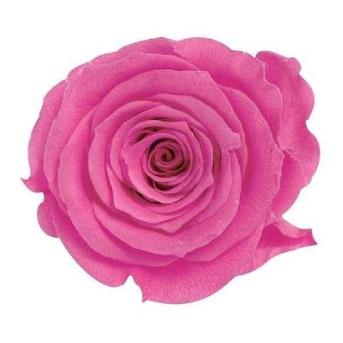 【プリザーブドフラワー　花材　資材】 ストロベリー・ローズ・かのん・M・大地農園（9輪入）