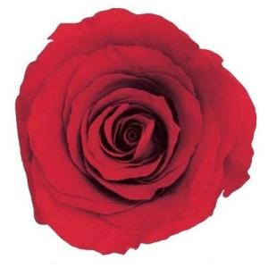 【プリザーブドフラワー　花材　資材】 レッド・ローズ・かのん・M・大地農園（9輪入）