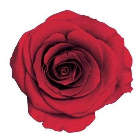 【プリザーブドフラワー　花材　資材】 クイーンレッド・ローズ・かのん・M・大地農園（9輪入）