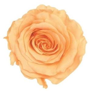 【プリザーブドフラワー　花材　資材】 ジュリアオレンジ・ローズ・かのん・M・大地農園（9輪入）