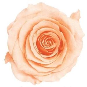 【プリザーブドフラワー　花材　資材】 クリーミーピーチ・ローズ・かのん・M・大地農園（9輪入）