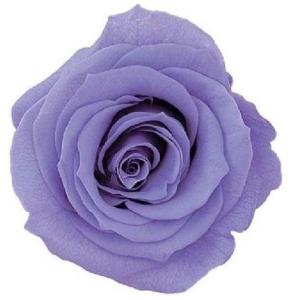 【プリザーブドフラワー　花材　資材】 ラベンダー・ローズ・かのん・M・大地農園（9輪入）