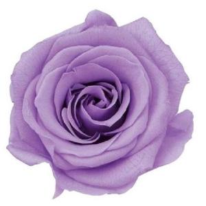 【プリザーブドフラワー　花材　資材】 スウィートライラック・ローズ・かのん・M・大地農園（9輪入）