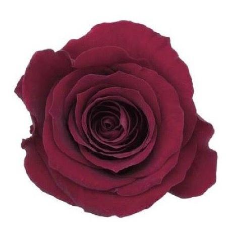 【プリザーブドフラワー　花材　資材】 ワインレッド・ローズ・かのん・M・大地農園（9輪入）