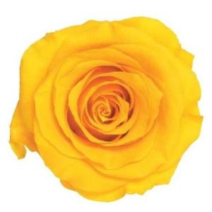 【プリザーブドフラワー　花材　資材】 ミモザイエロー・ローズ・かのん・M・大地農園（9輪入）