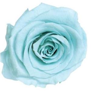 【プリザーブドフラワー　花材　資材】 ベビーブルー・ローズ・かのん・M・大地農園（9輪入）