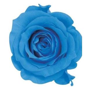 【プリザーブドフラワー　花材　資材】 ソーダブルー・ローズ・かのん・M・大地農園（9輪入）