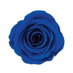 【プリザーブドフラワー　花材　資材】 インディゴブルー・ローズ・かのん・M・大地農園（9輪入）