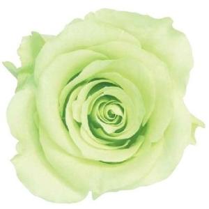 【プリザーブドフラワー　花材　資材】 フレッシュグリーン・ローズ・かのん・M・大地農園（9輪入）