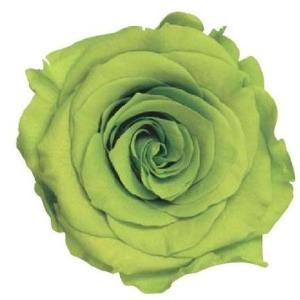 【プリザーブドフラワー　花材　資材】 ライトグリーン・ローズ・かのん・M・大地農園（9輪入）