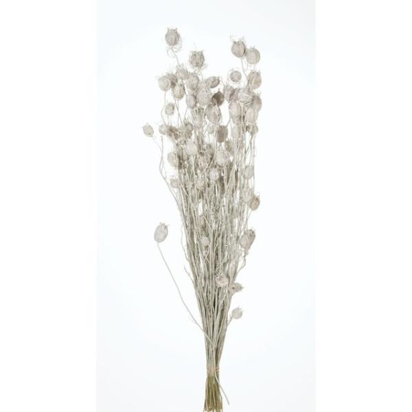 【ドライフラワー　花材　資材】 フーセンポピー・ウォッシュホワイト・大地農園