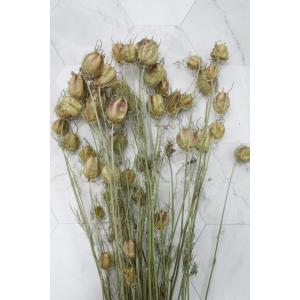 【ドライフラワー 花材 資材】 フーセンポピー...の詳細画像1