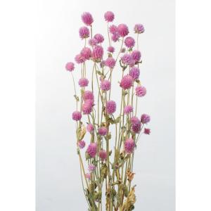 【ドライフラワー　花材　資材】 千日紅・ライラック・大地農園