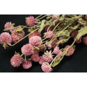 【ドライフラワー 花材 資材】 千日紅・ライラ...の詳細画像1