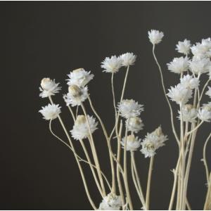 【ドライフラワー 花材 資材】アンモビューム・...の詳細画像1