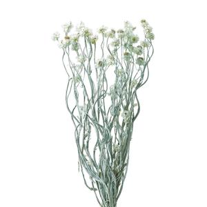 【ドライフラワー　花材　資材】アンモビューム・マットブルー・大地農園