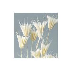 【ドライフラワー　花材　資材】 ニゲラオリエンタリス・白・大地農園
