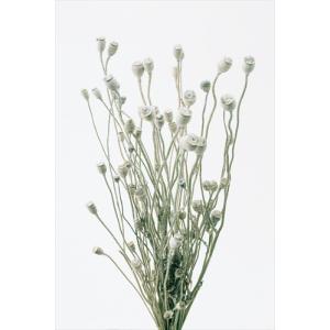 【ドライフラワー　花材　資材】 シャーリーポピー・ウォッシュホワイト