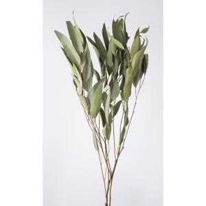 【ドライフラワー　花材　資材】ウィローユーカリ・NG・大地農園