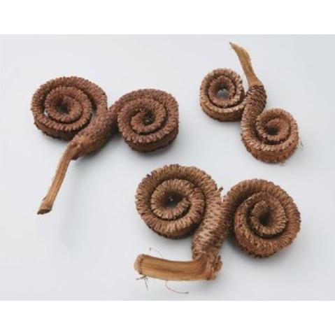 【プリザーブドフラワー　ドライフラワー　花材　資材】 シープホーン・N・大地農園