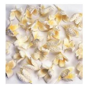 【プリザーブドフラワー　ドライフラワー　花材　資材】 ブナの実・白・大地農園