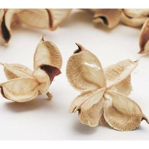 【木の実　実もの　花材　資材　ボタニカル】 ワタカラ ナチュラルホワイト・ドライ　素材　リース材料　...