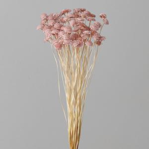 【花材まとめ売り】大地農園　プリザーブドフラワー　ドライフラワー花材セット大容量 プリザーブドフラワー ドライフラワー 花材 資材】ブッタナッツ・N