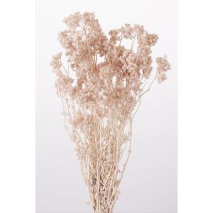 クリスパム・ピンクベージュ・大地農園