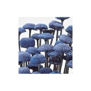 【ドライフラワー　花材　資材】 ロイヤルブルー・ボタンフラワー・大地農園