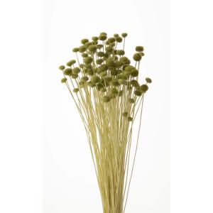 【ドライフラワー 花材 資材】 アマレリーフラワ...の商品画像