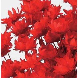 ドライフラワー 花材 資材】 レッド・スターフラワー・ブロッサム