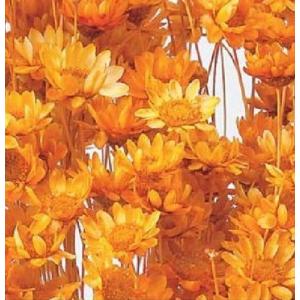 【ドライフラワー　花材　資材】 オレンジ・スターフラワー・ブロッサム・大地農園