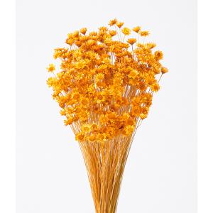 【ドライフラワー 花材 資材】 オレンジ・スタ...の詳細画像2