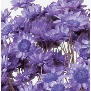 【ドライフラワー 花材 資材】 ライトパープル・...の商品画像