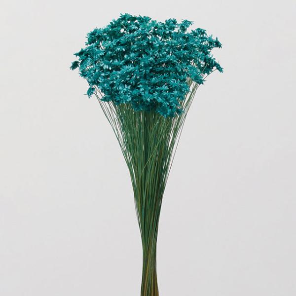 【ドライフラワー　花材　資材】 ターコイズブルー・スターフラワー・ブロッサム・大地農園