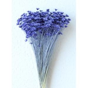 【ドライフラワー　花材　資材】 スターフラワー・ブロッサム・コバルトブルー