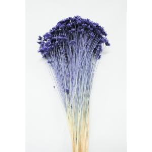 【ドライフラワー 花材 資材】 スターフラワー...の詳細画像1