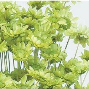 【ドライフラワー　花材　資材】 アップルグリーン・スターフラワー・ブロッサム・大地農園