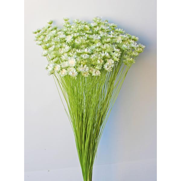 【ドライフラワー　花材　資材】 スターフラワー・ブロッサム・ツートン・ホワイトグリーン