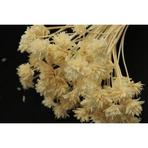 【ドライフラワー 花材 資材】 ミニコーンフラ...の詳細画像1