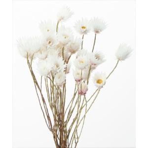 N・シャイニーホワイト・ドライフラワー・大地農園