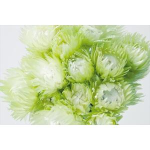 ツートングリーン・シルバーデージー・大地農園