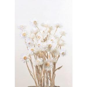 【ドライフラワー　花材　資材】 白・ミニシルバーデージー・大地農園