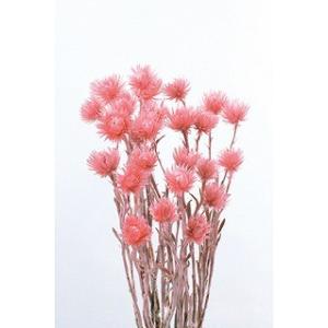 【ドライフラワー　花材　資材】 フランボワーズ・ミニシルバーデージー・大地農園