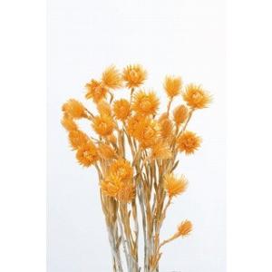 アプリコット・ミニシルバーデージー・大地農園