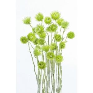 ドライ 大地農園 ラグラス 約15g 黒 42050-890 ドライフラワー花材