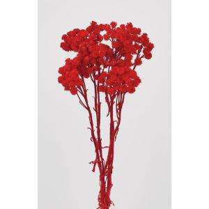 【ドライフラワー　花材　資材】 イモーテル・レッド　ドライ　花束　フラワーアレンジ　大地農園